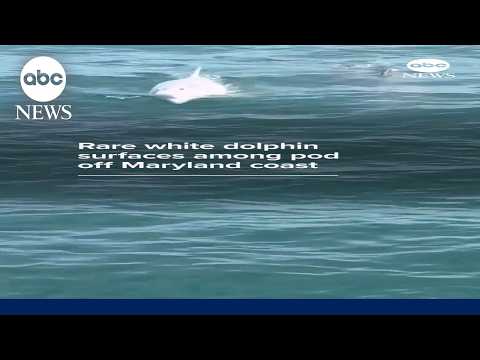 Read more about the article Rare white dolphin surfaces among pod off Maryland coast