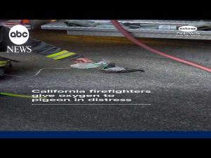 Read more about the article California firefighters give oxygen to pigeon in distress