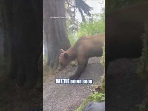 Read more about the article WATCH: Hikers have TERRIFYING encounter with grizzly bear #foxnews #shorts #animals