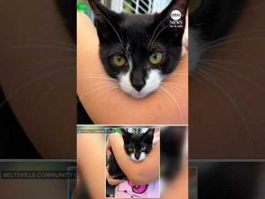 Read more about the article Man uses kitten as accomplice in robbery