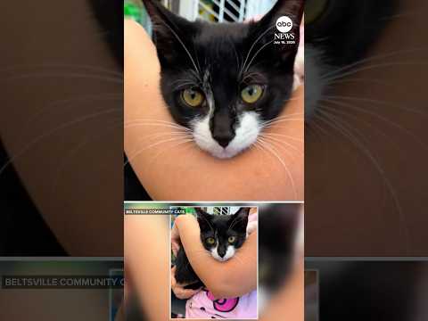 Read more about the article Man uses kitten as accomplice in robbery