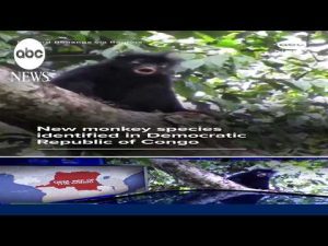 Read more about the article New monkey species identified in Democratic Republic of Congo