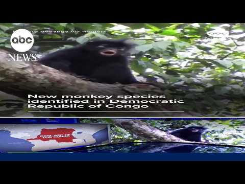 Read more about the article New monkey species identified in Democratic Republic of Congo