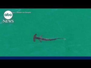 Read more about the article Shark sightings close East Coast beaches