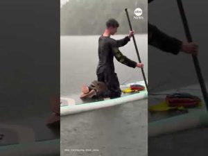 Read more about the article Raccoon rescued by paddleboarders during heavy rain