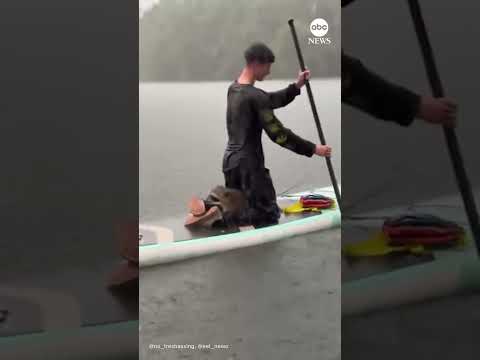 Read more about the article Raccoon rescued by paddleboarders during heavy rain