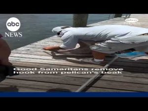 Read more about the article Good Samaritans remove hook from pelican’s beak
