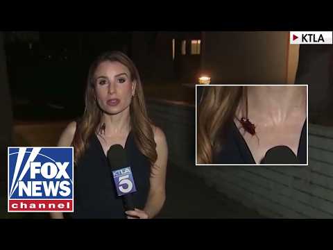 Read more about the article ‘The Five’: Reporter UNFAZED by cockroach