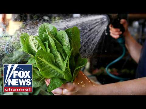 Read more about the article FDA DOUBLES DOWN on contaminated lettuce outbreak despite false positive