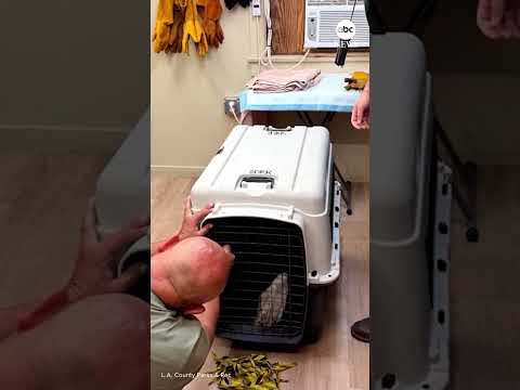 Read more about the article Internet-famous Jackie the eagle recovering after fight