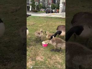 Read more about the article Thirsty goose shares moment with woman in New Jersey