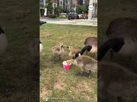Read more about the article Thirsty goose shares moment with woman in New Jersey