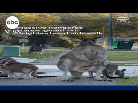 Read more about the article Massive kangaroo stands guard on neighborhood sidewalk