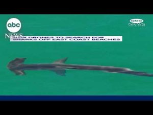 Read more about the article New drones to search for sharks off East Coast beaches