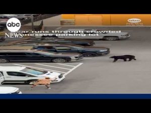 Read more about the article Bear runs through crowded Tennessee parking lot