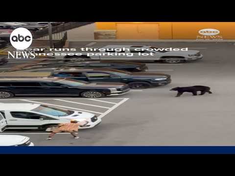 Read more about the article Bear runs through crowded Tennessee parking lot