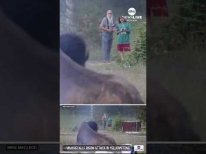 Read more about the article Man tossed by Yellowstone bison is speaking out