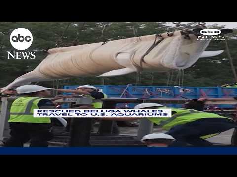 You are currently viewing Rescued beluga whales travel to U.S. aquariums