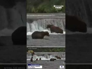 Read more about the article Live camera captures bears feeding along Brooks Falls