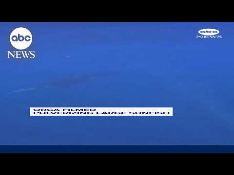 Read more about the article Orcas filmed pulverizing sunfish