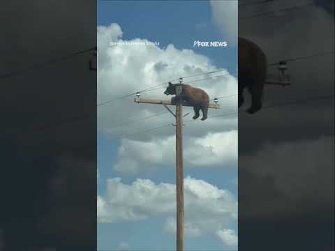 You are currently viewing Bear spotted on POWER POLE above New Mexico road #shorts #us #news #bear #viral