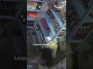 Read more about the article Leopard attacks man inside store in India