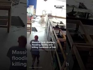 Read more about the article Massive fish tank shatters in Chicago