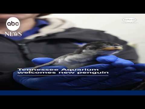 Read more about the article Tennessee Aquarium welcomes new penguin