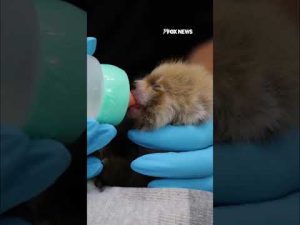 Read more about the article WATCH: Newborn red panda cub gets bottle-fed at California zoo