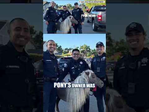 Read more about the article Cops ‘HORSIN AROUND’ with runaway pony #foxnews #news #us #fox