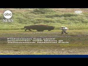 Read more about the article Fisherman has close encounter with bison at Yellowstone National Park