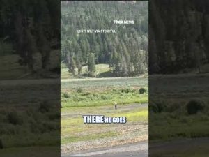 Read more about the article SEE IT: Bystanders help man avoid bison attack #foxnews #shorts #animals #nature