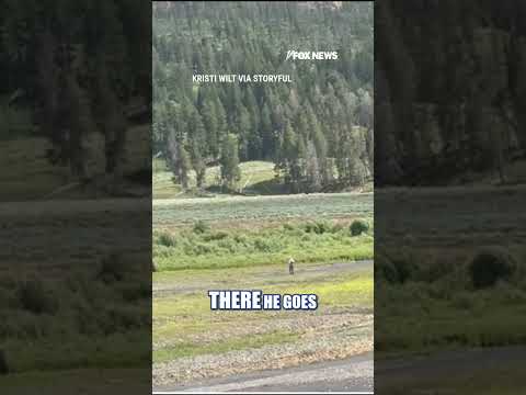 Read more about the article SEE IT: Bystanders help man avoid bison attack #foxnews #shorts #animals #nature