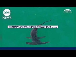 Read more about the article Shark sightings on both coasts reach record levels