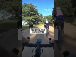 Read more about the article Young bull joins Iowa BIKE RACE #shorts #us #news #foxnews #viral #animals