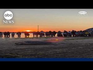 Read more about the article Sea turtle released back into sea after rehabilitation
