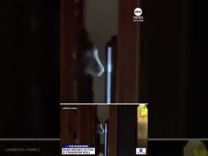 Read more about the article Bear climbs through window in California for sweet treat