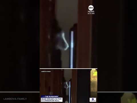 Read more about the article Bear climbs through window in California for sweet treat