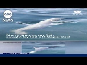 Read more about the article Shark snacks on fish caught by kid off Cape Cod