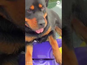 Read more about the article Rottweiler enjoys daily jet ski ride
