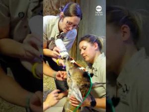 Read more about the article ‘Miracle’ giraffe birth described as first of its kind