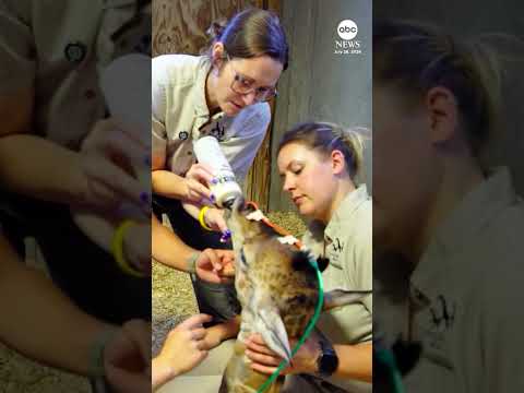 Read more about the article ‘Miracle’ giraffe birth described as first of its kind