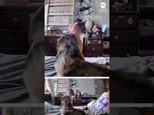 Read more about the article Cat leaps from bed moments before earthquake rocks Japan