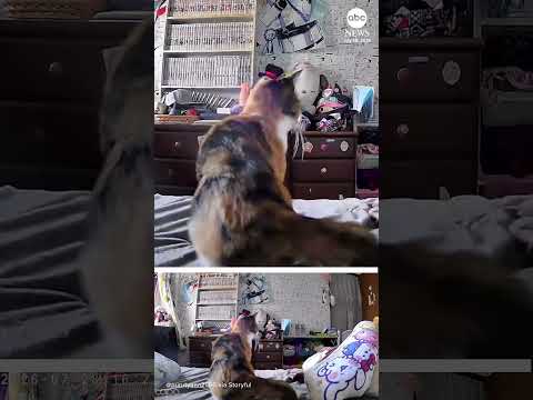 Read more about the article Cat leaps from bed moments before earthquake rocks Japan