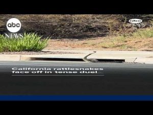 Read more about the article California rattlesnakes face off in tense duel
