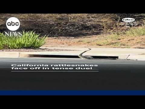 You are currently viewing California rattlesnakes face off in tense duel