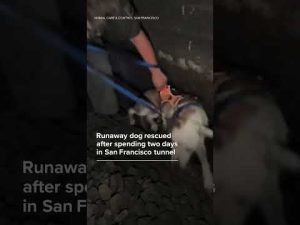 Read more about the article Runaway dog rescued after spending two days in San Francisco tunnel