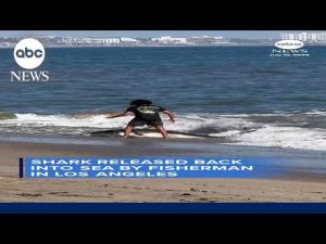 Read more about the article Fisherman releases shark caught on LA beach