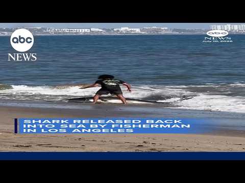 Read more about the article Fisherman releases shark caught on LA beach