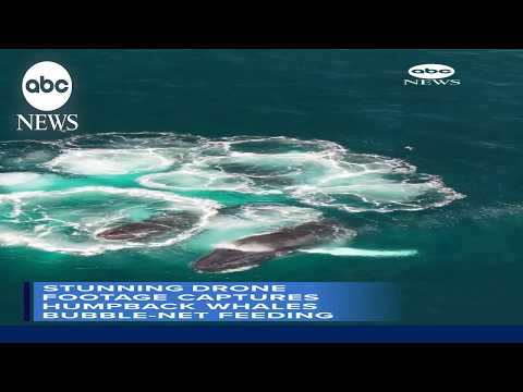 Read more about the article Drone captures humpback whales bubble-net feeding